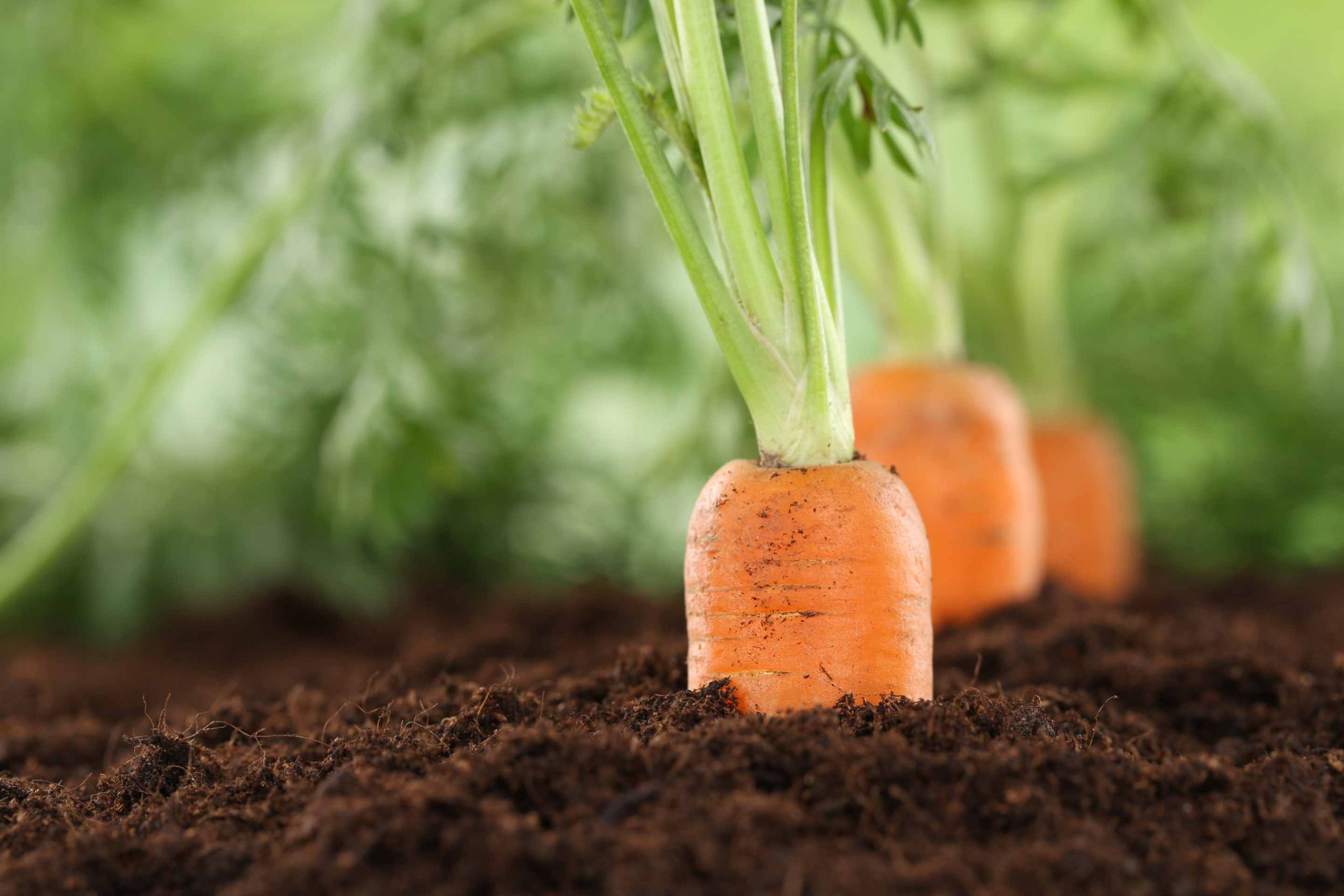 photo of carrots in soil with green shoots